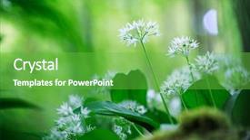  Presentation with wild flower - Colorful PPT theme enhanced with wild garlic white spring wildflower allium ursinum wild forest flower backdrop and a seafoam green colored foreground