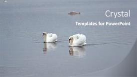  Presentation with geese - PPT layouts featuring wild-geese-and-swans background and a gray colored foreground