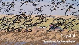  Presentation with geese flying - Presentation consisting of wild-geese-flying-over background and a coral colored foreground
