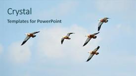  Presentation with geese flying - Slides featuring wild geese flying tadorna ferruginea background and a light blue colored foreground