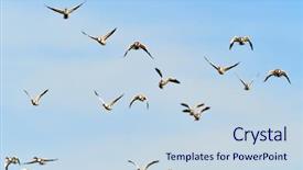  Presentation with geese flying - Audience pleasing slides consisting of wild geese flying tadorna tadorna backdrop and a sky blue colored foreground