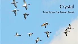  Presentation with geese flying - Amazing theme having wild geese flying backdrop and a light blue colored foreground