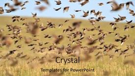  Presentation with geese flying - Audience pleasing presentation consisting of wild geese flying backdrop and a yellow colored foreground