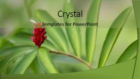  Presentation with medicinal plant - Amazing slide set having wild ginger flower and leaves backdrop and a yellow colored foreground