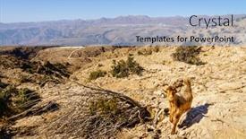  Presentation with oman - Colorful slide deck enhanced with wild-goat-arabian-tahr backdrop and a light blue colored foreground