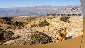  Presentation with oman - PPT theme consisting of wild-goat-arabian-tahr background and a light blue colored foreground