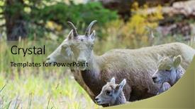  Presentation with shenandoah national park big meadows - Beautiful slides featuring wild goat in yellowstone national backdrop and a  colored foreground
