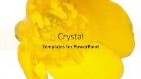  Presentation with wild flower - Presentation theme consisting of wild golden buttercup flower isolated on white background background and a gold colored foreground