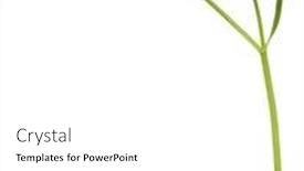  Presentation with wild flower - Audience pleasing PPT theme consisting of wild golden buttercup flower isolated on white background backdrop and a white colored foreground