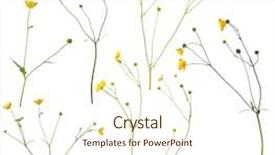  Presentation with wild flower - Amazing presentation design having wild golden buttercup flower backdrop and a cream colored foreground
