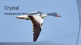  Presentation with flying - Colorful slide deck enhanced with wild goose flying tadorna tadorna backdrop and a light blue colored foreground