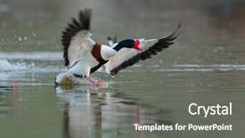  Presentation with wild west for - PPT theme having wild goose flying tadorna tadorna background and a gray colored foreground