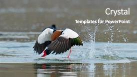  Presentation with flying - Cool new PPT theme with wild goose flying tadorna tadorna backdrop and a gray colored foreground