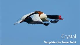  Presentation with flying - Slide set with wild-goose-flying-tadorna-tadorna background and a teal colored foreground