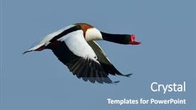  Presentation with flying - PPT layouts having wild goose flying tadorna tadorna background and a teal colored foreground