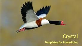  Presentation with wild sex - Beautiful presentation design featuring wild goose flying tadorna tadorna backdrop and a tawny brown colored foreground