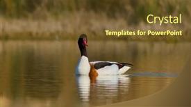  Presentation with lake - Slide deck consisting of wild-goose-on-the-lake background and a tawny brown colored foreground