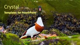  Presentation with natural - Presentation theme featuring wild-goose-tadorna-tadorna background and a tawny brown colored foreground