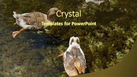  Presentation with pond - Beautiful presentation theme featuring wild-gooses swimming in the pond in transparent water wild nature backdrop and a tawny brown colored foreground