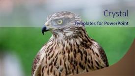  Presentation with beautiful nature - Amazing PPT layouts having wild-goshawk-beautiful-bird backdrop and a lemonade colored foreground