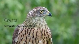  Presentation with beautiful nature - Slide deck consisting of wild-goshawk-beautiful-bird background and a seafoam green colored foreground