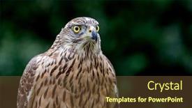  Presentation with beautiful nature - Beautiful theme featuring wild-goshawk-beautiful-bird backdrop and a tawny brown colored foreground