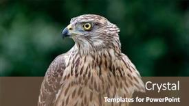  Presentation with beautiful nature - PPT layouts with wild-goshawk-beautiful-bird background and a coral colored foreground