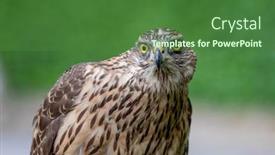  Presentation with beautiful nature - Colorful slide deck enhanced with wild-goshawk-beautiful-bird backdrop and a forest green colored foreground