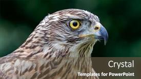  Presentation with beautiful nature - Theme having wild-goshawk-beautiful-bird background and a tawny brown colored foreground