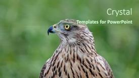  Presentation with beautiful nature - Audience pleasing PPT layouts consisting of wild-goshawk-beautiful-bird backdrop and a tawny brown colored foreground
