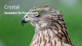  Presentation with beautiful nature - Slide deck featuring wild-goshawk-beautiful-bird background and a gray colored foreground