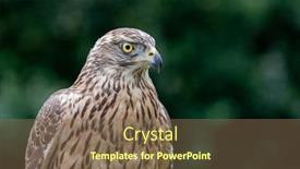  Presentation with beautiful nature - Cool new presentation theme with wild-goshawk-beautiful-bird backdrop and a violet colored foreground