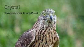  Presentation with beautiful nature - Amazing PPT layouts having wild-goshawk-beautiful-bird backdrop and a seafoam green colored foreground