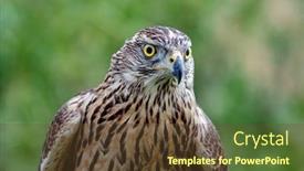  Presentation with beautiful nature - Slide deck consisting of wild-goshawk-beautiful-bird background and a tawny brown colored foreground