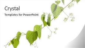  Presentation with vine - Colorful slides enhanced with wild grape vine isolated backdrop and a white colored foreground