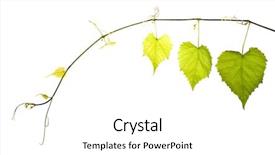  Presentation with grape vine - Audience pleasing slide deck consisting of wild grape vine isolated backdrop and a white colored foreground