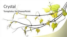  Presentation with grape vine - PPT theme featuring composite image of happy brunette doctor using stethoscope background and a light gray colored foreground