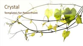  Presentation with grape vine - Presentation enhanced with wild grape vine isolated background and a cream colored foreground