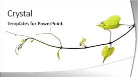  Presentation with grape vine - PPT theme consisting of wild grape vine isolated on white background and a white colored foreground