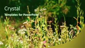  Presentation with summer trees - PPT layouts enhanced with wild-grass-and-flowers background and a tawny brown colored foreground