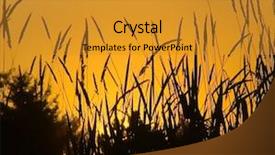  Presentation with tall - PPT theme having wild grass at sunset background and a  colored foreground