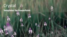 Presentation with pink flowers - Colorful PPT theme enhanced with wild grassland with beautiful pink flowers out of focus beautiful close up of wild flowers backdrop and a gray colored foreground