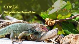  Presentation with costa rica - Audience pleasing PPT theme consisting of wild green iguana in costa backdrop and a tawny brown colored foreground