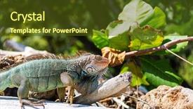  Presentation with costa rica - PPT theme with wild green iguana in costa background and a tawny brown colored foreground