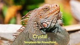  Presentation with costa rica - Presentation theme enhanced with wild green iguana in costa background and a violet colored foreground