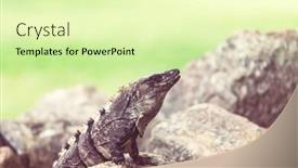  Presentation with costa rica - Audience pleasing PPT theme consisting of wild-green-iguana-in-costa backdrop and a soft green colored foreground