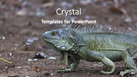  Presentation with costa rica - Slide set having wild-green-iguana-in-costa background and a dark gray colored foreground