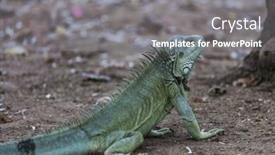  Presentation with costa rica - PPT layouts enhanced with wild-green-iguana-in-costa background and a gray colored foreground