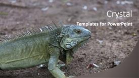  Presentation with costa rica - PPT theme consisting of wild-green-iguana-in-costa background and a gray colored foreground