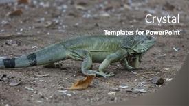  Presentation with costa rica - Presentation theme having wild-green-iguana-in-costa background and a gray colored foreground
